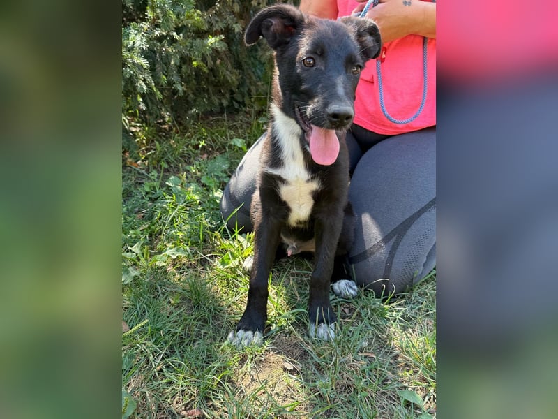Danny, geboren 25.05.2026, 39cm sucht seine Menschen