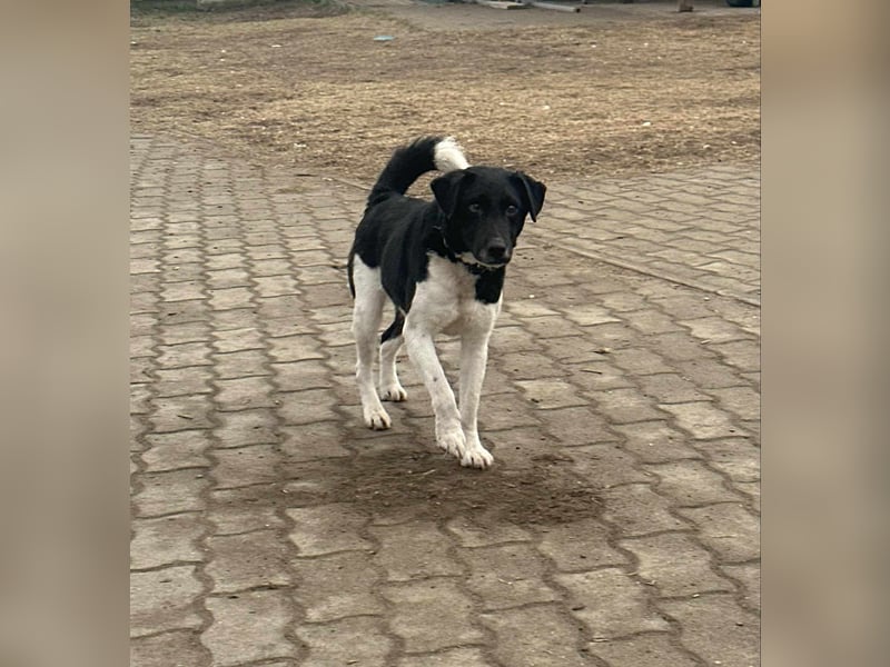 Domino, 2 Jahre, 38cm, wünscht sich ein eigenes Körbchen