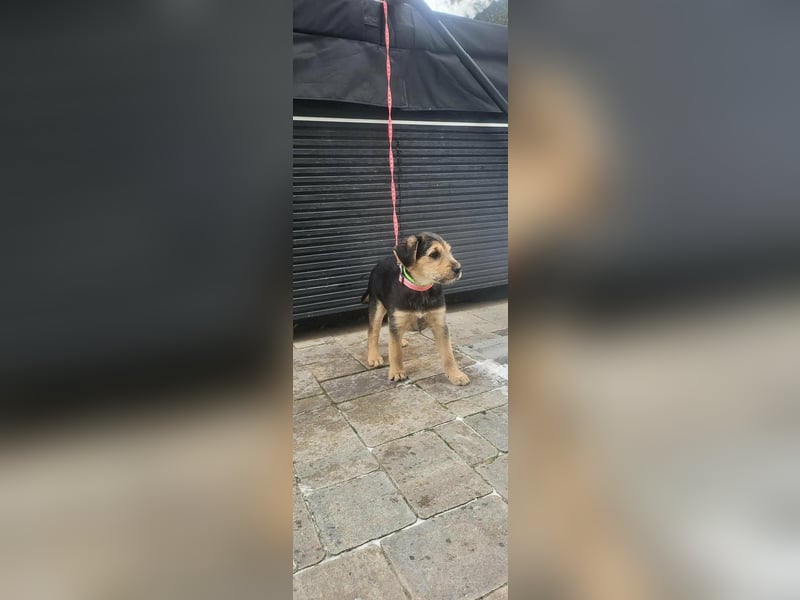 Cooper, geboren 19.10.2025, 33cm sucht seine Menschen