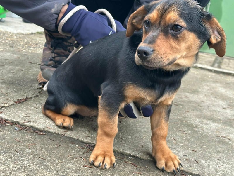 Chris, geboren 26.10.2025, 30cm sucht DICH!