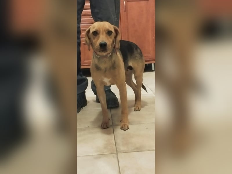 Poppy, geboren 01.07.2024, 40cm sucht Geborgenheit