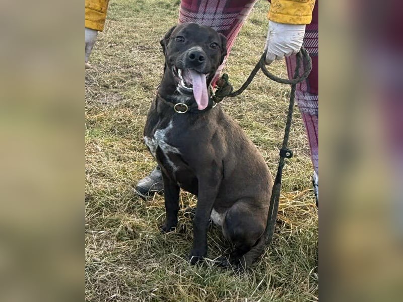 Hailey, geboren 25.01.2025, 39cm sucht aktives Zuhause