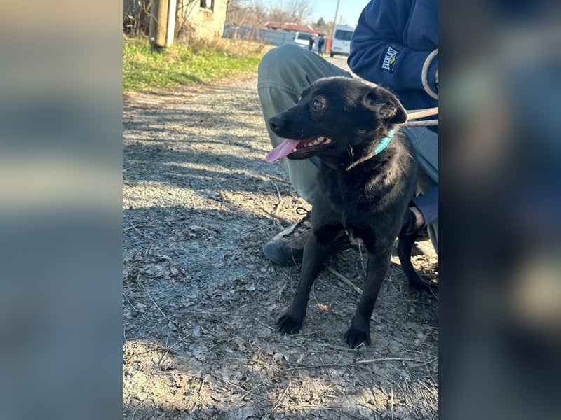 Ajna, geboren 06.2024, 39cm sucht ihr Zuhause