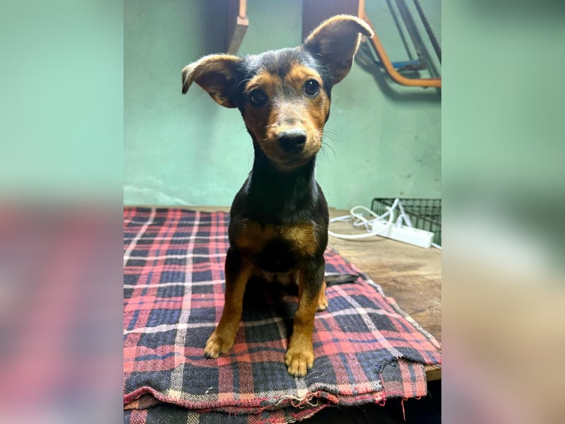 Eper, geboren 10.07.2025, 26cm sucht ihr Zuhause fürs Leben