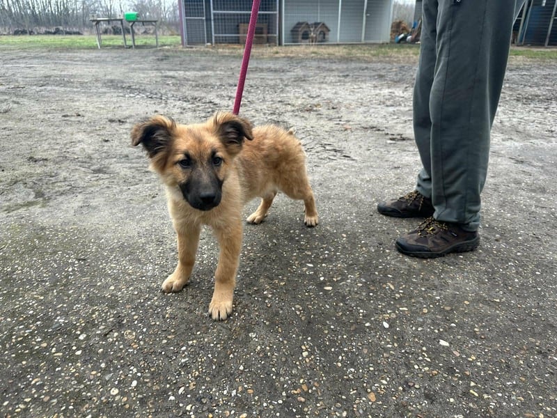 Fedra, geboren 01.11.2025, 40cm sucht ihr Menschen