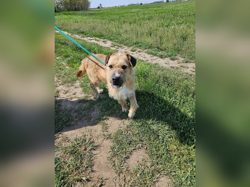 Jerry, geb. 07.2024, 42cm sucht seine Menschen zum Kuscheln