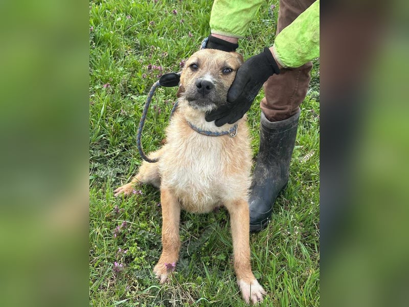 Jerry, geboren 15.07.2024, 42cm sucht sein Körbchen