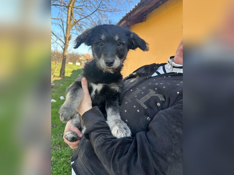 Ava, geboren 11.12.2025, 33cm sucht ihre Menschen