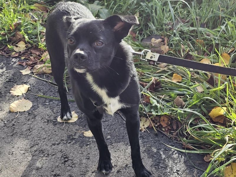 Onix, geboren 31.01.2025, 38cm sucht neuen Wirkungskreis (Pflegestelle in Deutschland)