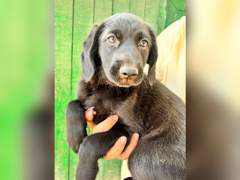 Mabel, geboren 04.05.2026, 26cm sucht ihre Menschen