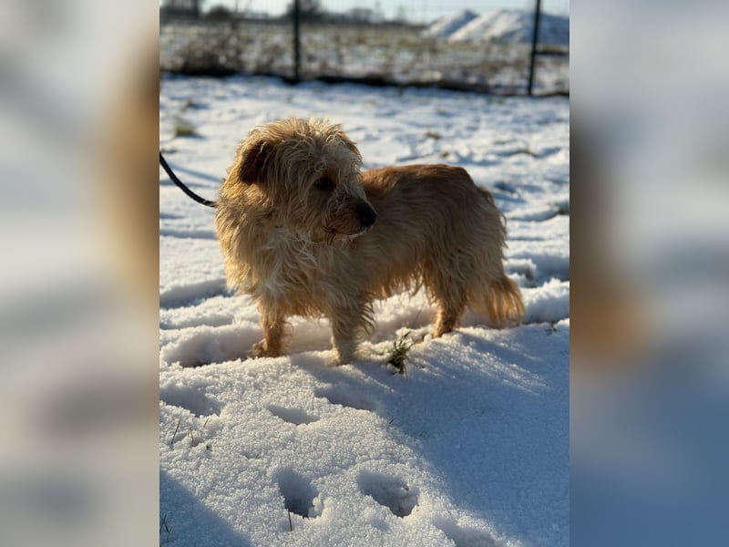 Majcsi, geboren 15.01.2022, 35cm sucht sein Zuhause