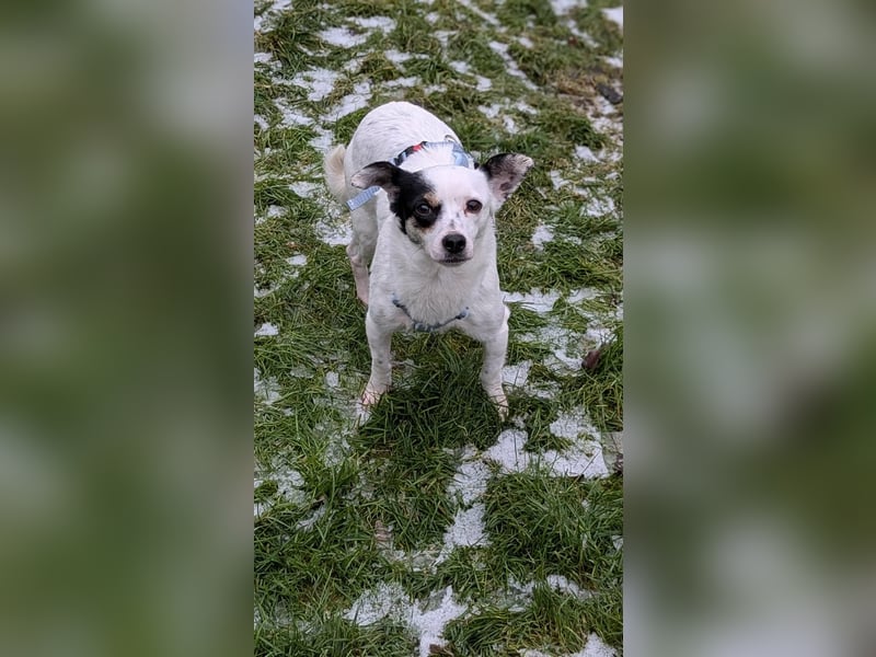 Mezi, geboren 21.05.2023, 35cm sucht ihr Körbchen (Pflegestelle Deutschland)