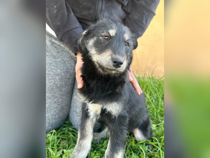Timon, geb. 12.2025, 35cm sucht seine Abenteurer