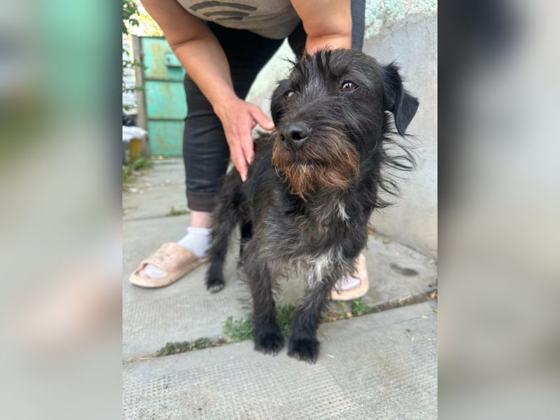 Pixie, geboren 02.11.2025, 33cm sucht ihr Zuhause