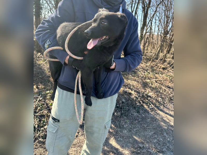 Ajna, geboren 06.2024, 39cm sucht ihr Zuhause