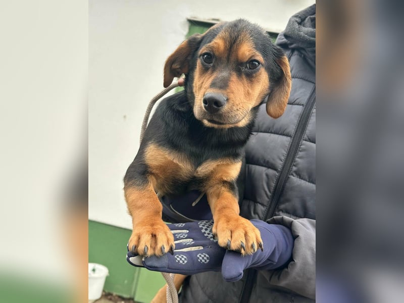 Chris, geboren 26.10.2025, 30cm sucht DICH!