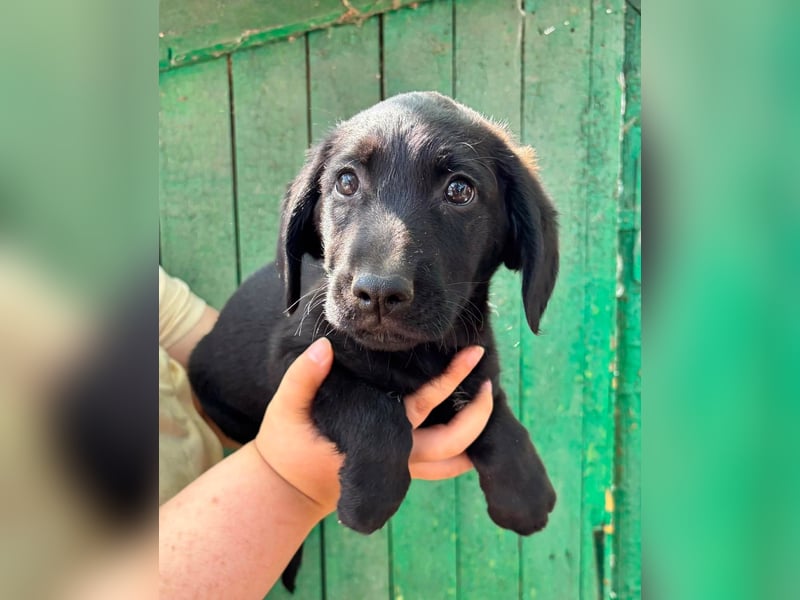 Milo, geboren 04.05.2026, 27cm sucht sein Zuhause