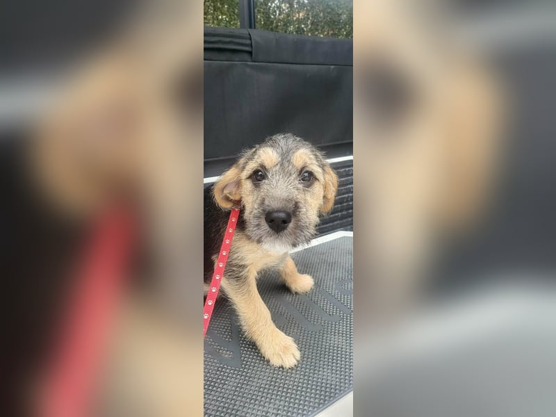 Bradley, geboren 19.10.2025, 32cm sucht sein Zuhause