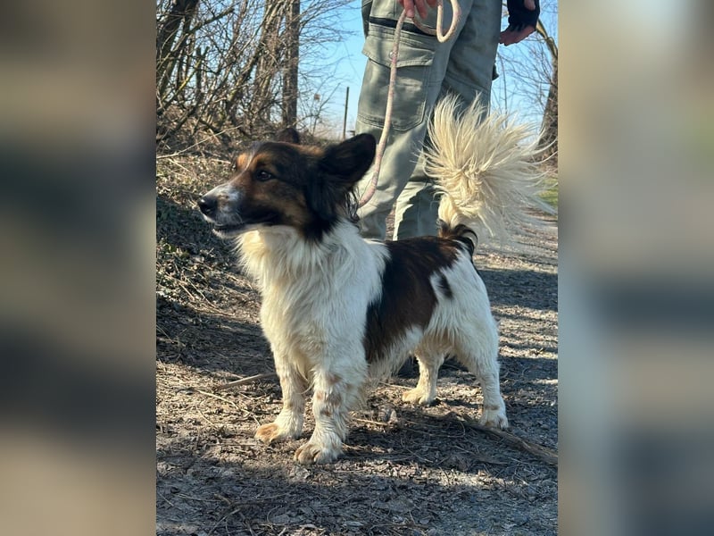 Aldo, geboren 20.02.2024, 34cm sucht seine Menschen
