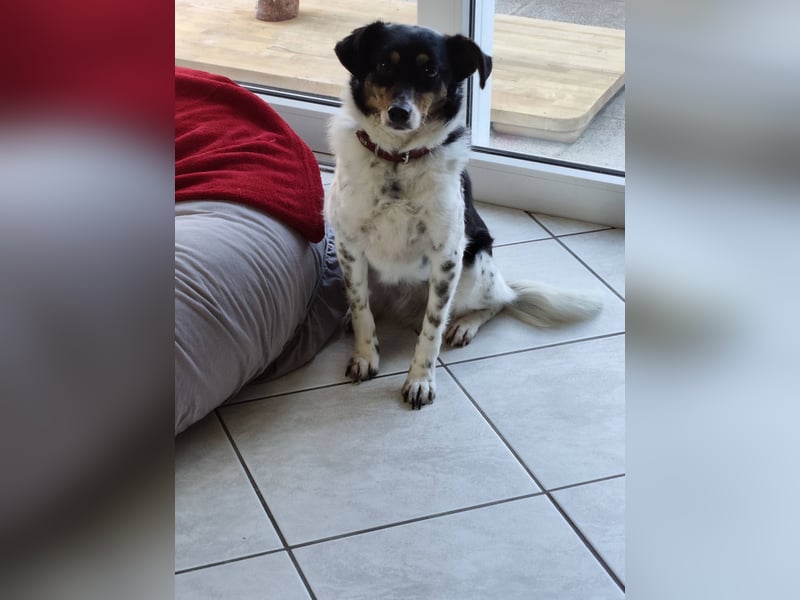 Milo, geboren 21.05.2023, 43cm sucht sein Zuhause (Pflegestelle in Deutschland)