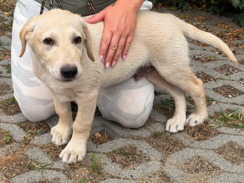 Maximus, geboren 13.03.2026, 39cm sucht sein Körbchen
