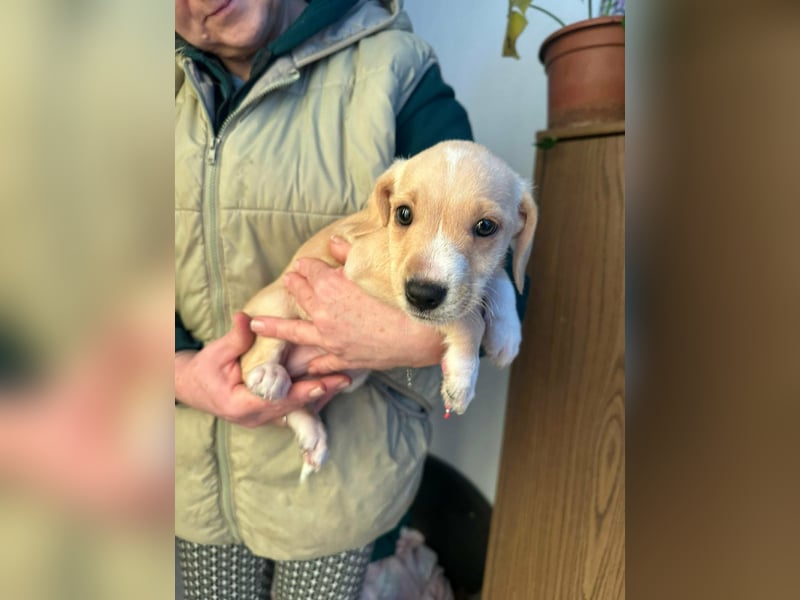 Darla, geboren 10.11.2025, 24cm sucht ihr Zuhause