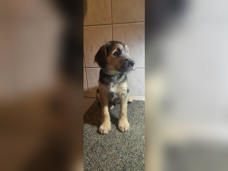 Bradley, geboren 19.10.2025, 32cm sucht sein Zuhause