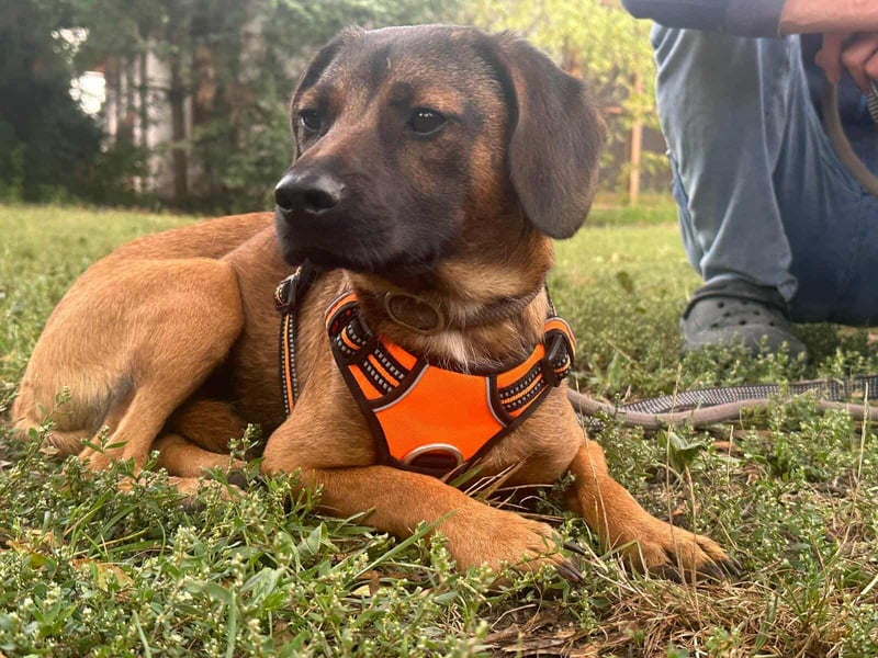 Belfegor, geboren 05.01.2025, 41cm sucht sein Körbchen