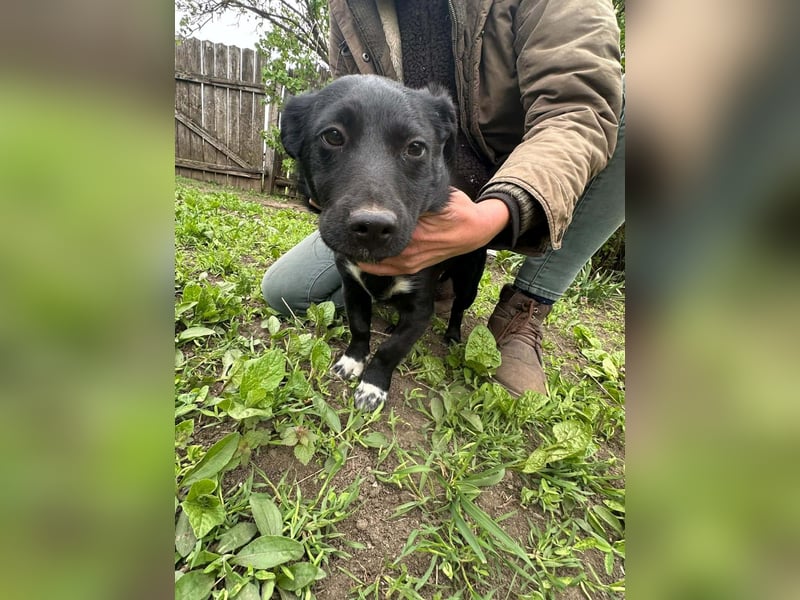 Jack, geboren 03.01.2026, 31cm sucht seine Menschen