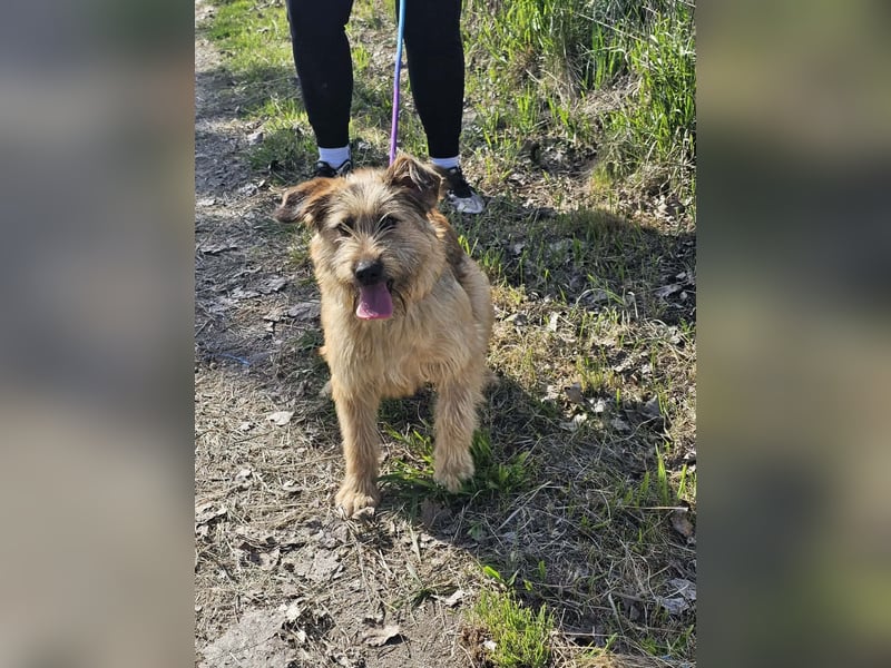 Muffin, geb. 07.2025, 41cm sucht ihr für immer Zuhause