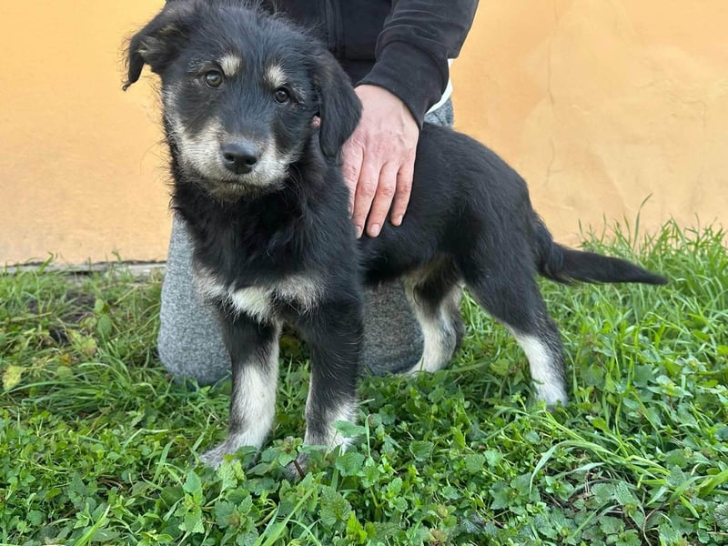 Timon, geb. 12.2025, 35cm sucht seine Abenteurer