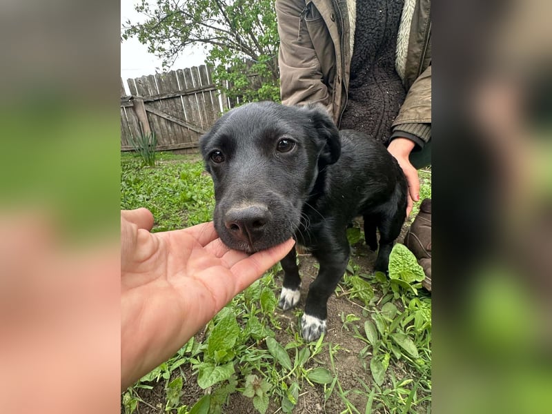 Jack, geboren 03.01.2026, 31cm sucht seine Menschen