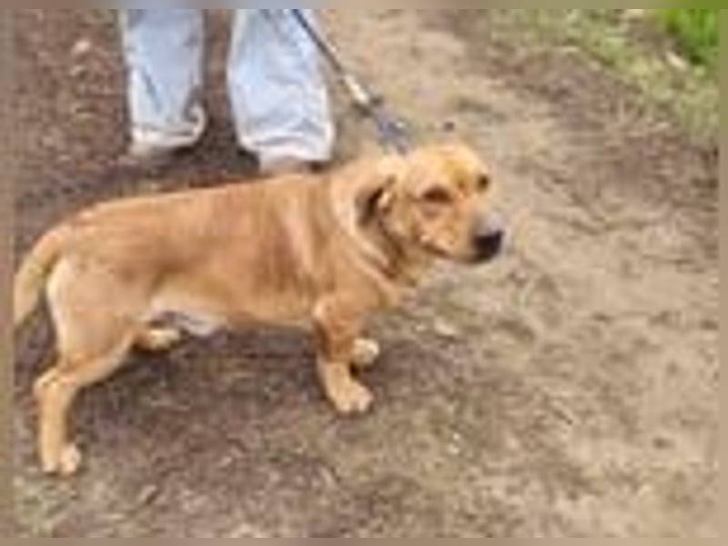 Tino, geb. 03/2023, 35 cm, wünscht sich ein Für-Immer-Zuhause