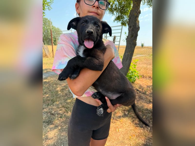 Diablo, geboren 25.05.2026, 32cm sucht seine Chance