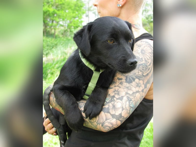 Raizo, geboren 01.08.2025, 35cm sucht seine Familie