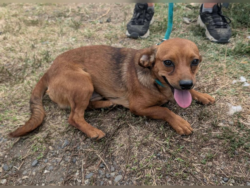 Pintiy, geboren 01.01.2026, 29cm sucht sein Glück