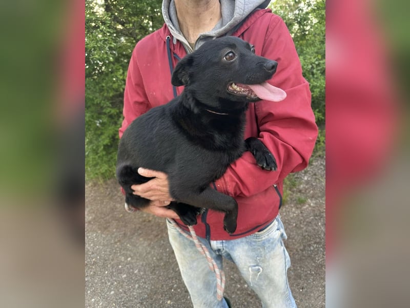 Ajna, geb. 06.2024, 39cm sucht ihre Menschen