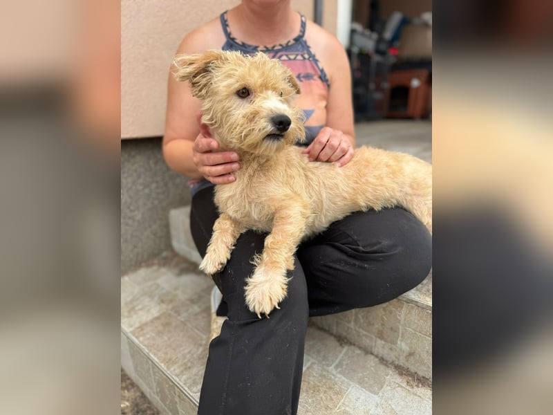 Shaggy, geboren 01.06.2025, 33cm sucht sein Für-Immer-Zuhause