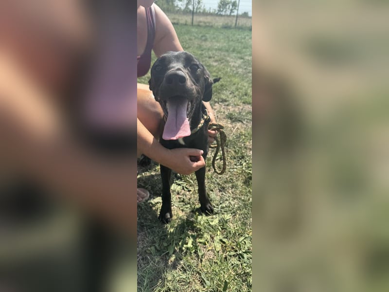 Hella, geboren 25.01.2025, 42cm sucht ihr Für-immer-Zuhause