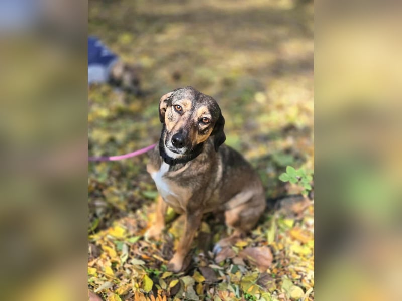 Pircsi, 2 Jahre, 42cm sucht erfahrene Hände