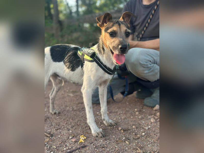 Zümi, geboren 10.12.2024, 40cm sucht seine Menschen