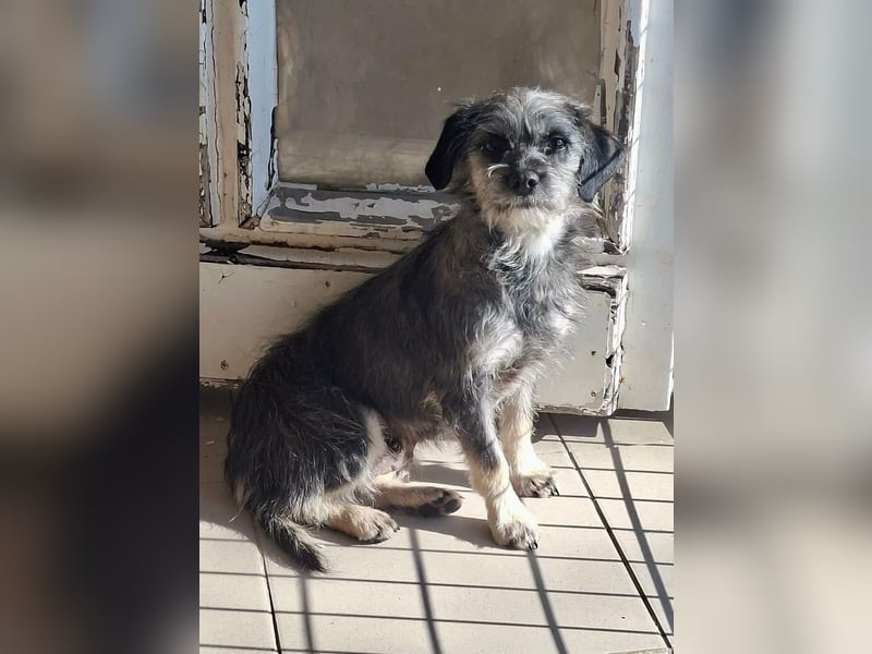 Mimi, geboren 22.04.2024, 30cm sucht ihre Chance