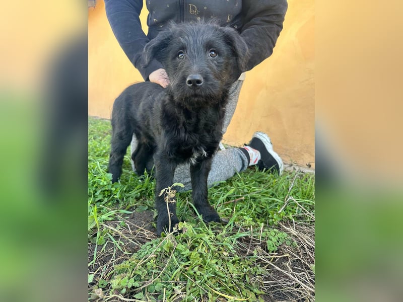 Tommy, geb. 12.2025, 36cm sucht sein Körbchen