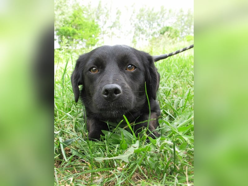 Raizo, geboren 01.08.2025, 35cm sucht seine Familie