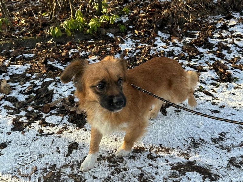 Leo, geboren 12.05.2023, 31cm sucht sein Glück