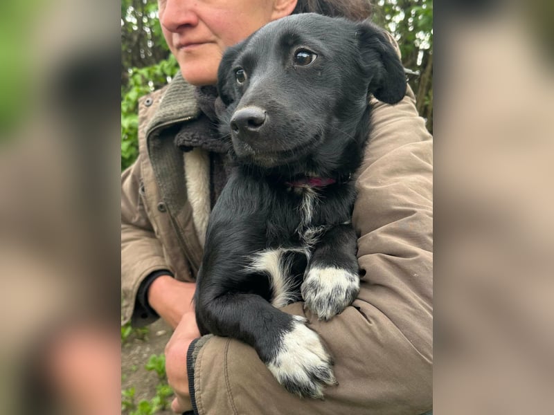 Jack, geboren 03.01.2026, 31cm sucht seine Menschen