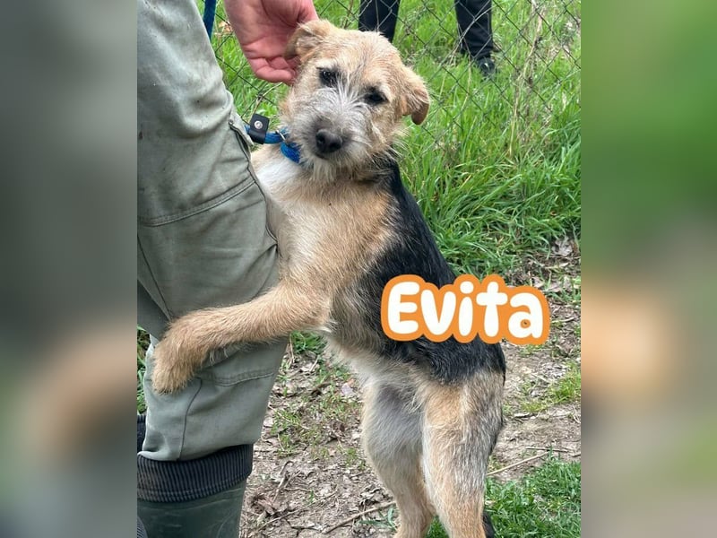 Evita, geboren 19.10.2025, 41cm sucht ihr Glück