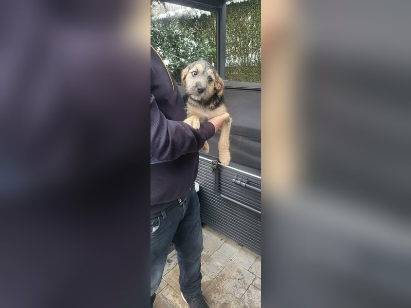 Bradley, geboren 19.10.2025, 32cm sucht sein Zuhause