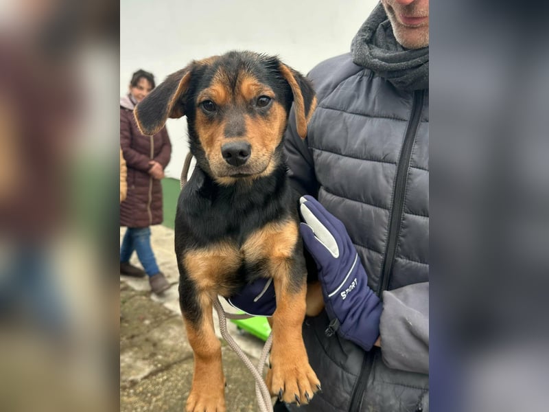 Chris, geboren 26.10.2025, 30cm sucht DICH!