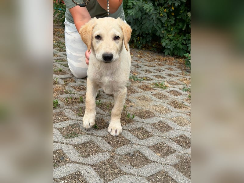 Maximus, geboren 13.03.2026, 39cm sucht sein Körbchen